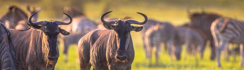 Common Wildebeest herd grazing panorama