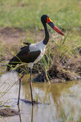 Saddle billed stork