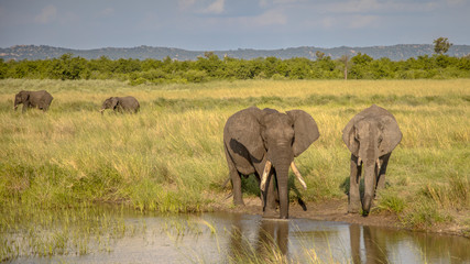 Two African Elephants drinking