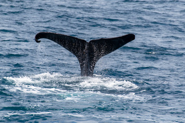 Obraz premium Whale Tail
