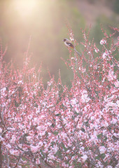bird on Cherry tree in full blossom 