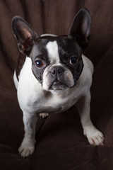 Fototapeta premium French bull mix boston terrier dog