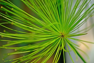 Obraz na płótnie Canvas Close up Cyperus prolifer Lamarck with blurred background.