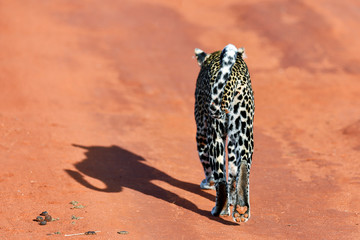 Leopard
