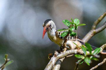 hornbill bird on the tree