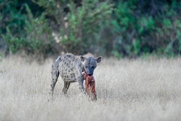 Hyena