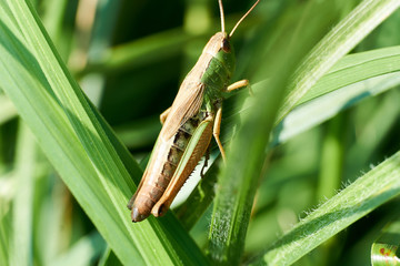 Macro photography of Grasshopper on leaf in the field, Grasshopper a plant-eating insect with long hind legs that are used for jumping
