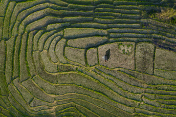 View from above, stunning aerial view of a little hut on a spectacular green rice terrace fileds which forms a natural texture on the hills of Luang Prabang, Laos.