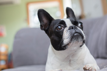 French bull mix boston terrier dog