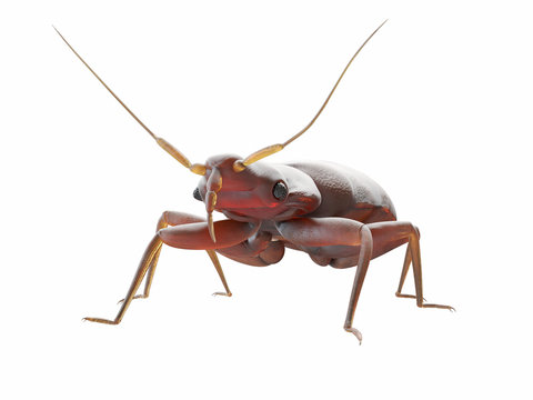 3d rendered medically accurate illustration of a bedbug