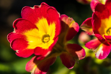 Fototapeta premium Primula or primrose primula vulgaris blossom. Beautiful red and yellow spring flowers.
