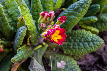 Primula or primrose primula vulgaris blossom. Beautiful red and yellow spring flowers.