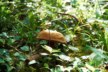 Mushrooms in forest grass. Autumn forest mushroom view. Mushrooms in autumn forest
