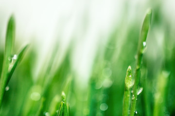 Obraz premium Trawa w makro porannej rosy