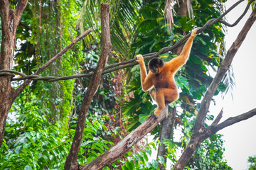 Yellow-cheeked gibbon, female, in Singapore zoo