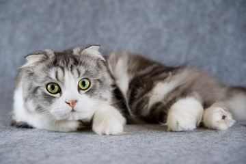 Scottish Fold cat © SHELL