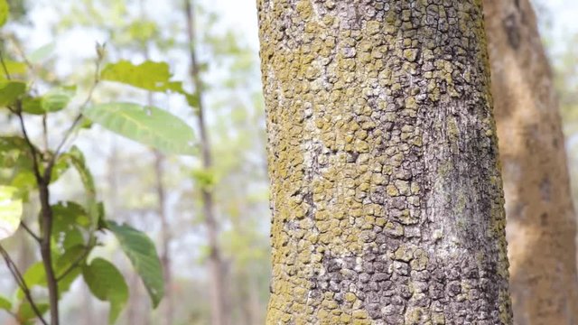 a beautiful wooden texture in a shala tree..