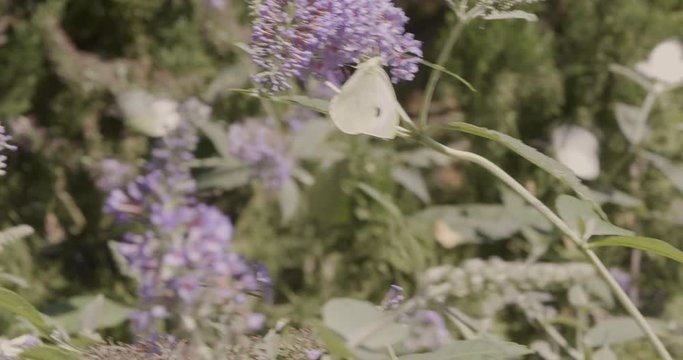 Butterflies play on a butterfly bush, Buddleja,  during summer in a beautiful garden, Small White, Pieris rapae