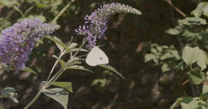 Butterfly on a butterfly bush, Buddleja,  during summer in a beautiful garden,Small White butterfly flies away, Pieris rapae