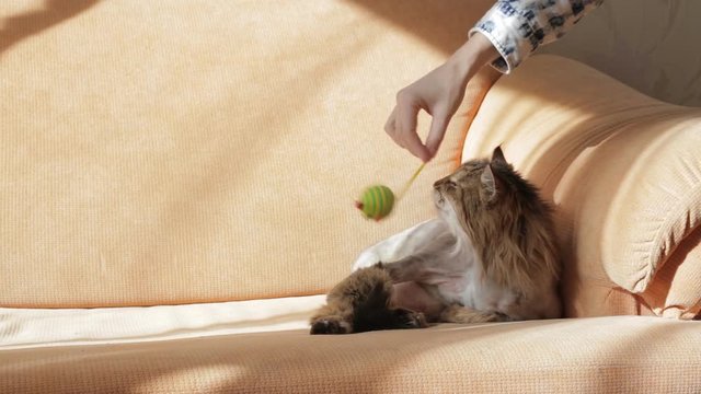 Woman playing with shaved cat lying on the sofa