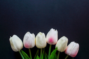 tulips on a black background