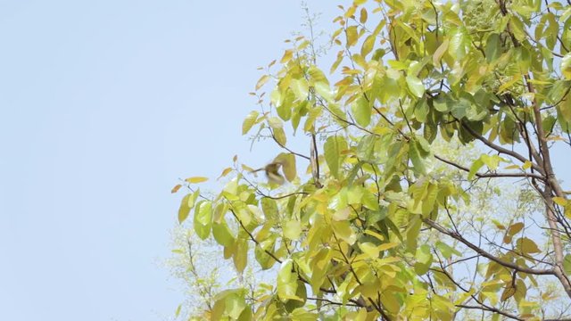 The colorful munias with their small stubby tail, colorful, energetic birds feeding & and dancing in tree.