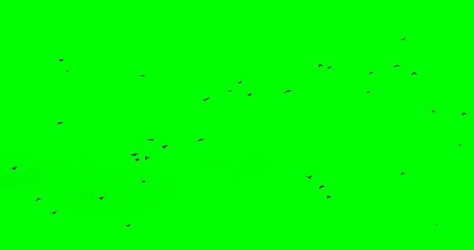a flock of crows flying from right to left on a green screen fixated