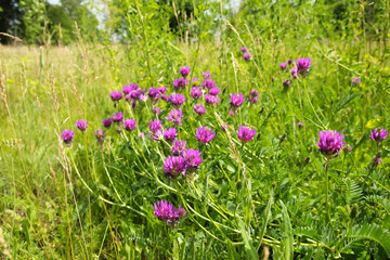 Field of lush pink sainfoin flowers