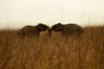Asiatic elephant, Elephas maximus, Corbett national park, Uttarakhand, India.