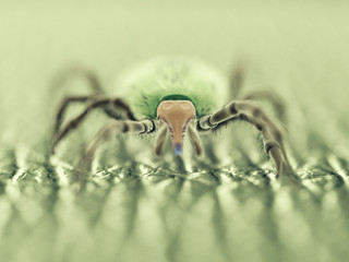 3d rendered medically accurate illustration of a tick - sem style
