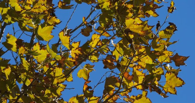 Leaves of platan tree in the wind during the Autumn season