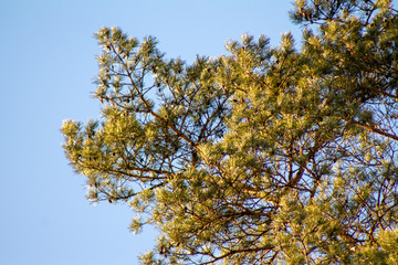 Pine tree