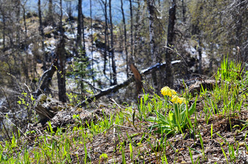 In may, the first flowers appear in the Ural mountains.