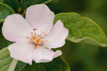 Quince close up bloom in spring