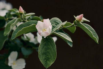 Fototapeta na wymiar Quince close up bloom in spring