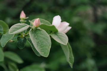 Fototapeta premium Quince close up bloom in spring