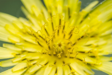 Taraxacum officinale - Beautiful Yellow Dandelion Flower close- up Background. Top view