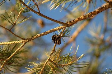 Pine tree