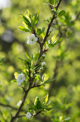 Apple tree blossom in spring on a green background blurred close-up