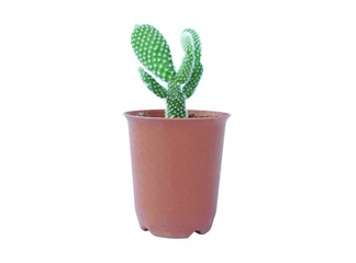 Small plant in pot, succulents or cactus isolated on white background