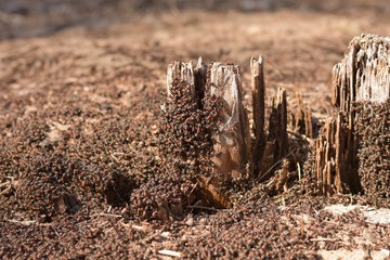 Colony of big black ants on the stump. Ants teamwork close up with selective focus. Black ants woke...