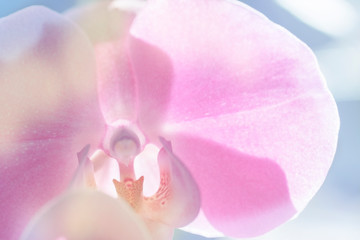 pink Phalaenopsis Orchid flower in winter or spring day tropical garden isolated on white background.