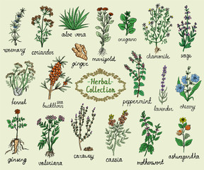 Medicine herbs collection, hand drawn doodle illustration © LP Design