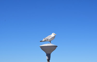 Seagull sitting on a street lamp, blue sky background, copy space