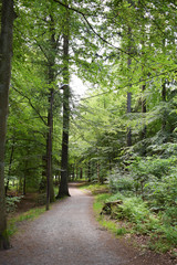 Pathway, running track in the forest in Sweden