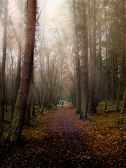 Naklejka premium Misty Autumn Walk