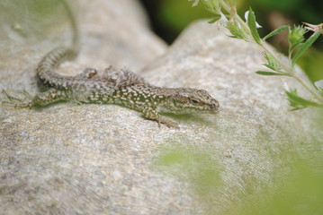 Lézard