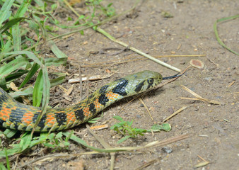 Snake (Rhabdophis tigrina) 26
