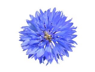 Cornflower 7