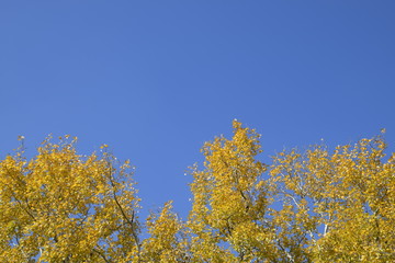 Fototapeta premium Silver poplar in autumn paint against the blue sky